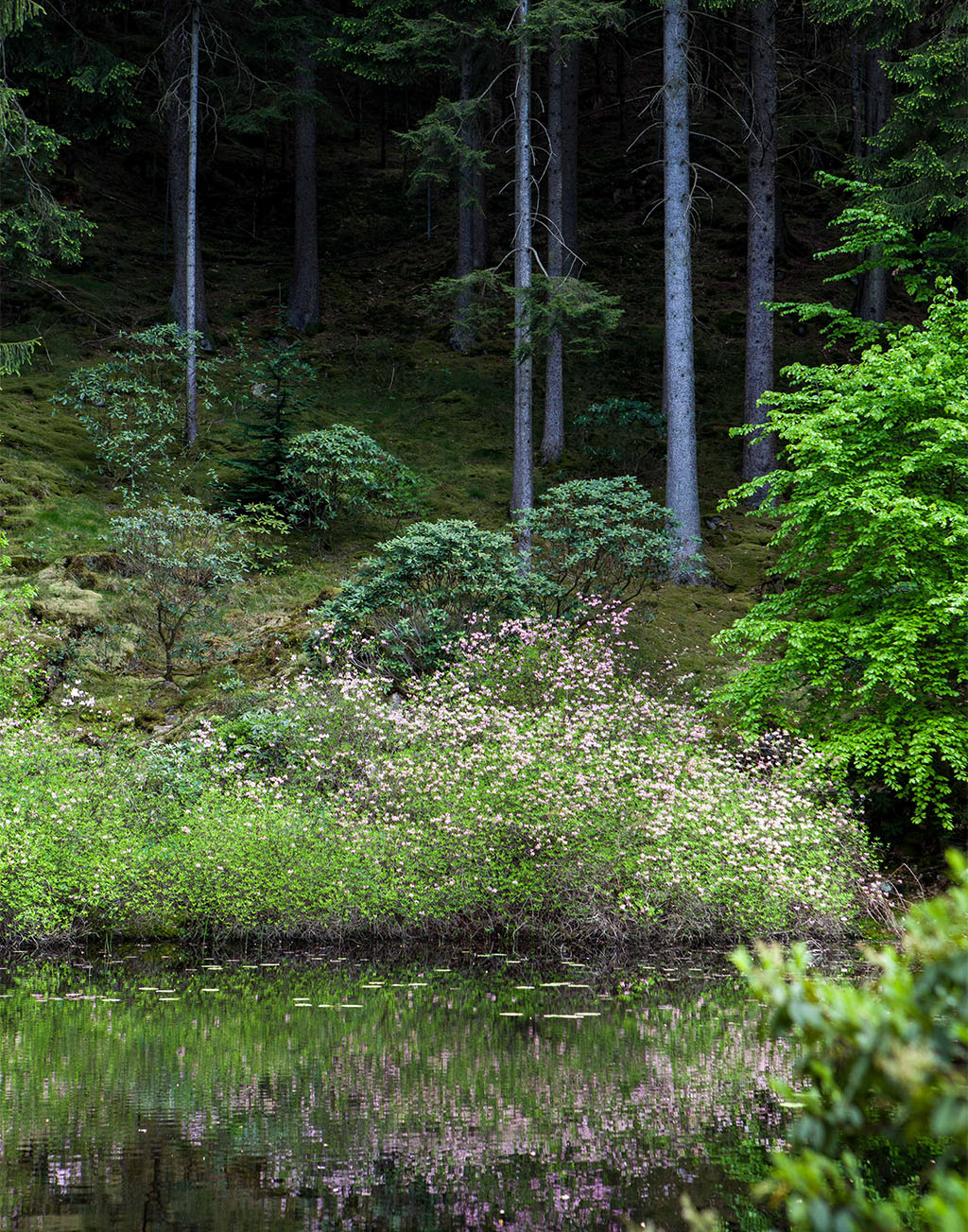 tradgardsliv_2101_vargaslätten
