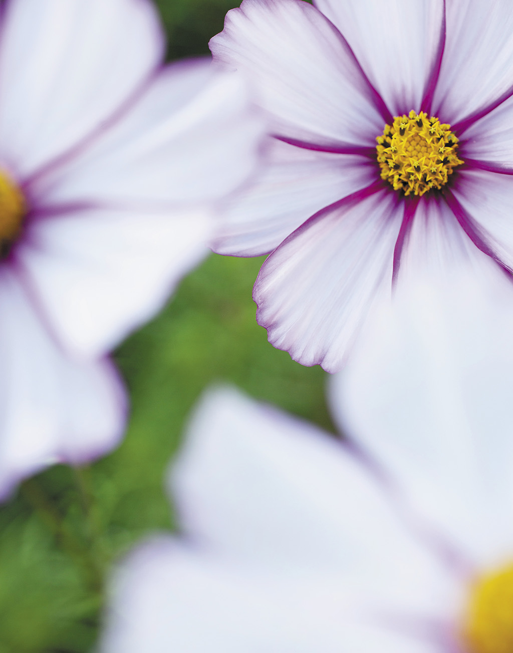 3-cosmos